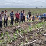 Perkuat Ketahanan Pangan, Polres Siak,Pemkab dan PT RAPP Tinjau Lahan Jagung Tumpang Sari di Sungai Mandau
