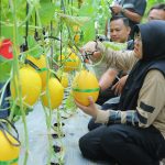 Panen Melon di Buantan Besar, Bupati Afni : Bukti nyata Dana Desa Tingkatkan PAD